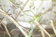 Виноград рассады в городе Астрахань, фото 1, Астраханская область