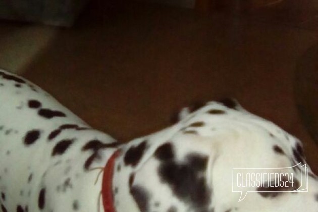 Отдам в добрые руки щенка далматина в городе Звенигород, фото 3, телефон продавца: +7 (916) 202-00-61