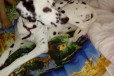 Отдам в добрые руки щенка далматина в городе Звенигород, фото 2, телефон продавца: +7 (916) 202-00-61