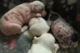 Готовятся к продаже щенки в городе Ростов-на-Дону, фото 1, Ростовская область