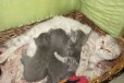 Продам очаровательных британских котят в городе Бор, фото 1, Нижегородская область