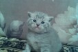 Шотландские котята в городе Тула, фото 2, телефон продавца: +7 (953) 432-64-12