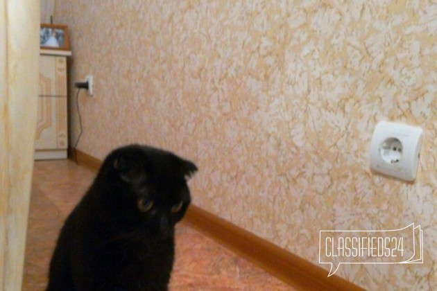 Отдам кота британца в городе Омск, фото 1, телефон продавца: +7 (904) 076-55-51