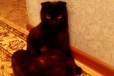 Отдам кота британца в городе Омск, фото 3, стоимость: 100 руб.