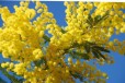 Нежные цветы Mimosa для уюта в городе Волгоград, фото 1, Волгоградская область