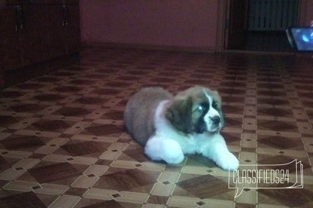 Продам щенка Московской сторожевой в городе Пенза, фото 1, Московская сторожевая