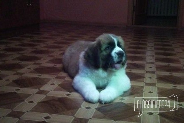 Продам щенка Московской сторожевой в городе Пенза, фото 2, Пензенская область