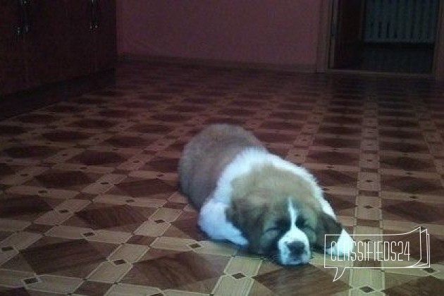 Продам щенка Московской сторожевой в городе Пенза, фото 3, телефон продавца: +7 (927) 094-12-06