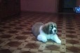 Продам щенка Московской сторожевой в городе Пенза, фото 1, Пензенская область