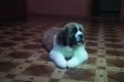 Продам щенка Московской сторожевой в городе Пенза, фото 2, телефон продавца: +7 (927) 094-12-06