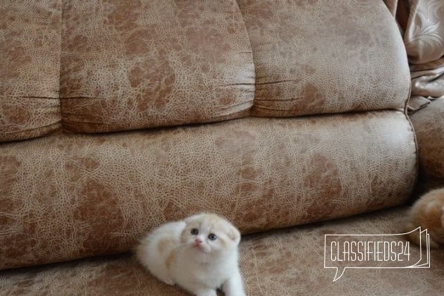 Скоттиш фолд котеечка в городе Екатеринбург, фото 2, стоимость: 15 000 руб.