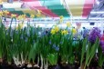 Цветы к 8 марта в городе Балашов, фото 1, Саратовская область