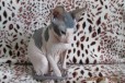 Продам котёнка Донского Сфинкса в городе Красноярск, фото 1, Красноярский край