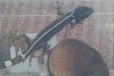 Самец Полосатого геккона. читать описание в городе Новосибирск, фото 1, Новосибирская область