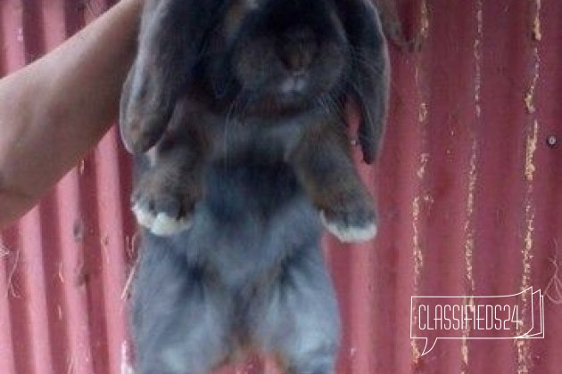 Продаю кроликов в городе Ставрополь, фото 1, телефон продавца: +7 (961) 498-87-53