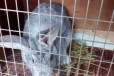 Продаю кроликов в городе Ставрополь, фото 4, Кролики