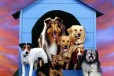 Готиница- отель  DOG house  для животных в городе Нижний Новгород, фото 1, Нижегородская область