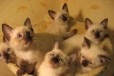 Ласковые, игривые котята в городе Санкт-Петербург, фото 2, телефон продавца: +7 (952) 239-40-58