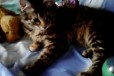 Котёнок в добрые руки в городе Волжский, фото 2, телефон продавца: +7 (905) 062-00-78