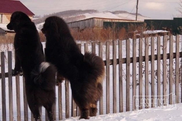 Монгольская овчарка Банхар в городе Екатеринбург, фото 2, Овчарка