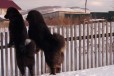 Монгольская овчарка Банхар в городе Екатеринбург, фото 2, телефон продавца: +7 (923) 305-80-05