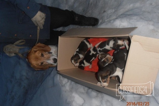 Продаю 7 щенков русской пегой гончей в городе Омск, фото 1, Омская область