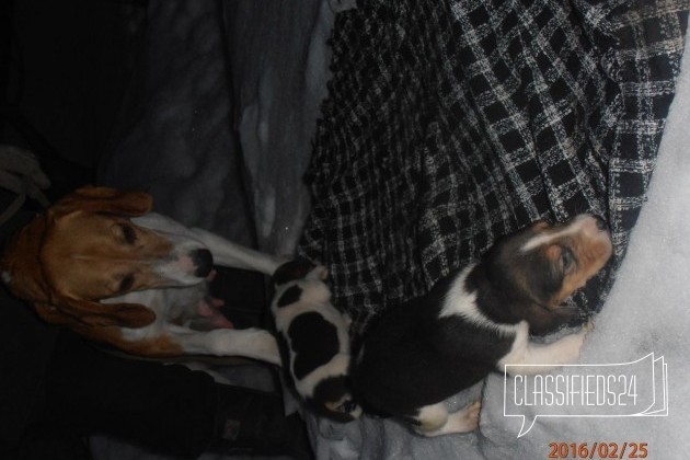 Продаю 7 щенков русской пегой гончей в городе Омск, фото 3, стоимость: 4 000 руб.
