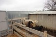 Овцы курдючный баран в городе Белореченск, фото 1, Краснодарский край