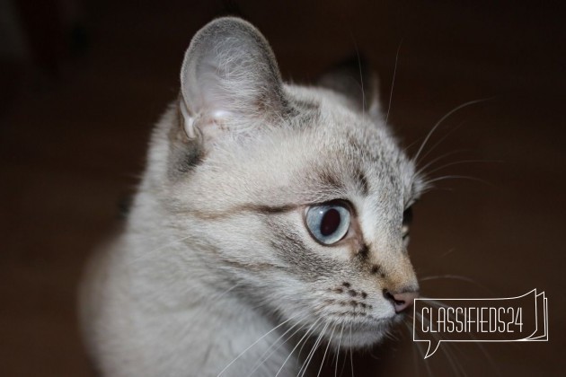 Отдам в хорошие руки голубоглазую красавицу кошку в городе Чита, фото 1, Другая