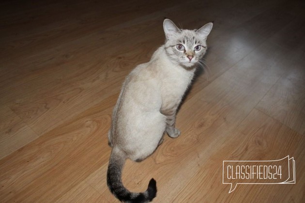 Отдам в хорошие руки голубоглазую красавицу кошку в городе Чита, фото 3, телефон продавца: +7 (924) 388-99-45