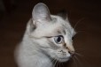 Отдам в хорошие руки голубоглазую красавицу кошку в городе Чита, фото 1, Забайкальский край