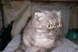 Кошка хайленд фолд для вязки в городе Таганрог, фото 1, Ростовская область
