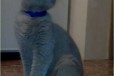Британские котята в городе Ростов-на-Дону, фото 1, Ростовская область