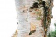Лиственные деревья. Береза Эрмана Блаш и другие в городе Краснодар, фото 1, Краснодарский край