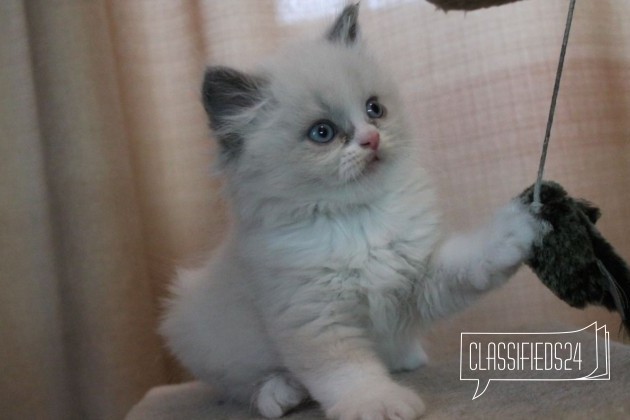 Продаются котята в городе Новосибирск, фото 1, телефон продавца: +7 (923) 239-42-70