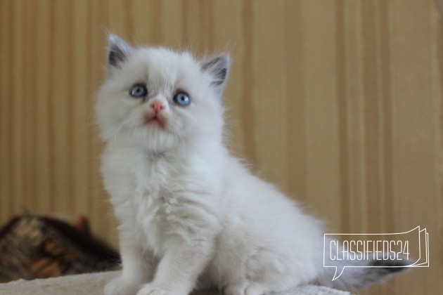 Продаются котята в городе Новосибирск, фото 2, стоимость: 0 руб.