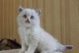 Продаются котята в городе Новосибирск, фото 2, телефон продавца: +7 (923) 239-42-70