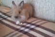 Продам карликового крольчонка в городе Тюмень, фото 2, телефон продавца: +7 (982) 780-16-34