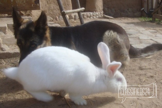 Кролик Белый Паннон, мясная порода в городе Брянск, фото 3, Кролики