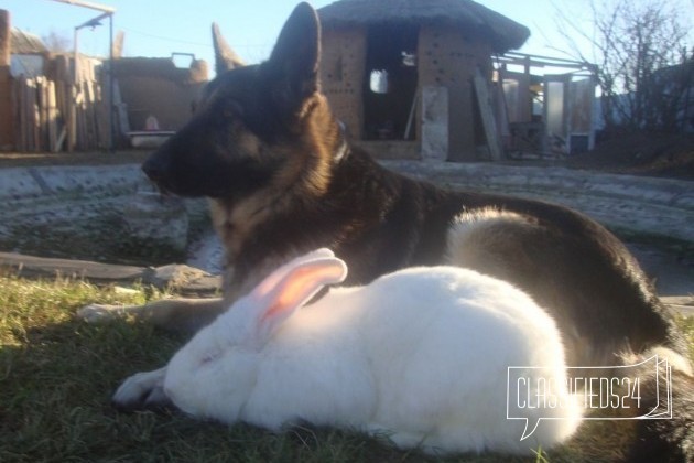 Кролик Белый Паннон, мясная порода в городе Брянск, фото 5, телефон продавца: +7 (920) 664-50-11