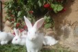 Кролик Белый Паннон, мясная порода в городе Брянск, фото 2, телефон продавца: +7 (920) 664-50-11