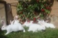 Кролик Белый Паннон, мясная порода в городе Брянск, фото 4, Кролики