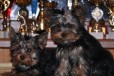 Чудесные Щеночки Йорики Мальчики в городе Владимир, фото 3, стоимость: 15 000 руб.