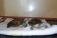 Красноухие черепахи (2 шт) в городе Нижний Новгород, фото 1, Нижегородская область