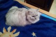 Красивая кошка в городе Набережные Челны, фото 1, Татарстан
