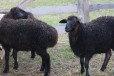 Овцы, бараны в городе Самара, фото 1, Самарская область