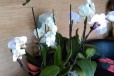 Орхидеи фаленопсисы в городе Краснодар, фото 1, Краснодарский край