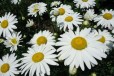 Виола, маргаритка, примула, гейхера и другие цветы в городе Краснодар, фото 1, Краснодарский край
