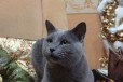 Русский голубой кот для вязки в городе Москва, фото 1, Московская область
