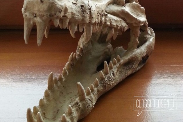 Грот череп крокодила в городе Тула, фото 1, Аквариумные рыбки